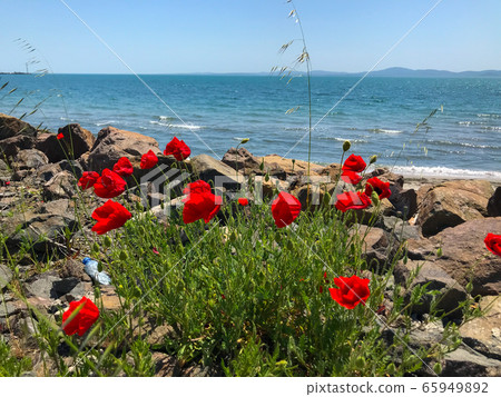 Red Poppies Flowering In Pomorie, Bulgaria. Red Poppies Flowering In Pomorie, Bulgaria. 65949892