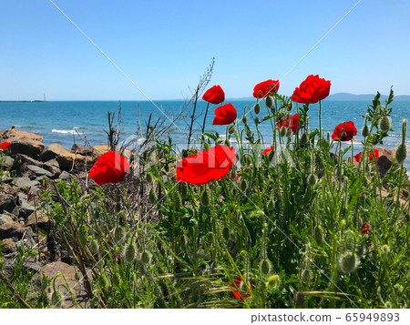 Red Poppies Flowering In Pomorie, Bulgaria. Red Poppies Flowering In Pomorie, Bulgaria. 65949893