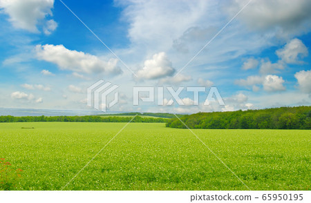 Green field and blue sky with light clouds. 65950195