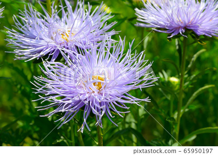 Asters drowning in the greenery of the garden. Asters drowning in the greenery of the garden. 65950197