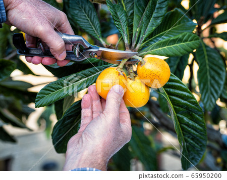 Farmer makes the collection of medlars in the 65950200
