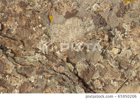 The texture of multi-colored moss on the stones. 65950206