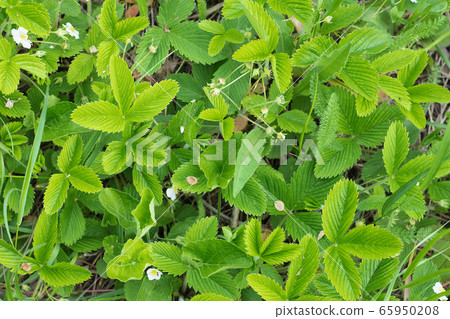 Top view of blooming green wild strawberries. 65950208