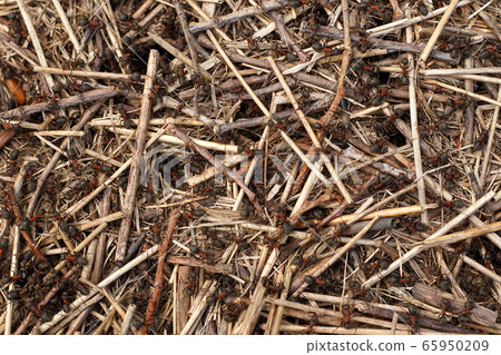 Ants in anthill wildlife texture. 65950209