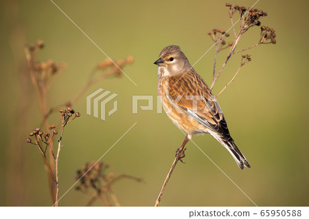 Common linnet female sitting on thin dry plant in spring nature 65950588