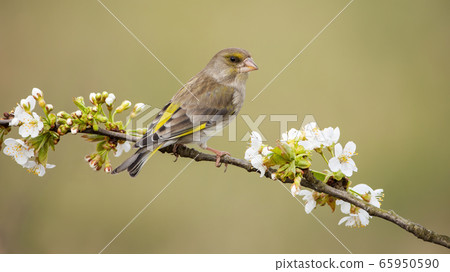 Alert european greenfinch female sitting on branch with blooming white flowers. Alert european greenfinch female sitting on branch with blooming white flowers. 65950590