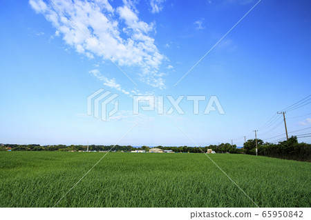 場(初夏) 場(初夏) 65950842