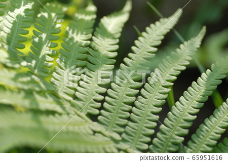 Fern leaf Fern leaf 65951616