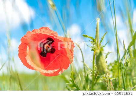 red poppies bloomed in the field. beetle sitting on a flower 65951622