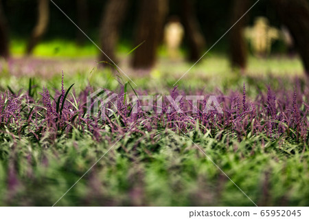 薰衣草 65952045