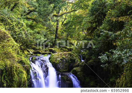 Kikuchi Valley is getting dyed in the colors of autumn Kikuchi Valley is getting dyed in the colors of autumn 65952998