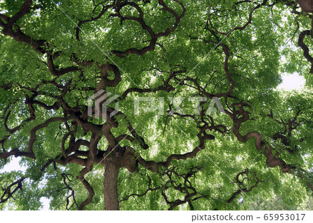 Shodare Enji 65953017