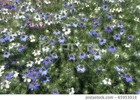 黑三葉草 黑三葉草 65953018