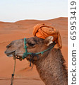 A camel accompanied by a Berber tent overnight in the Sahara Desert 65953419