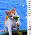 Morocco Fes Blue Town Cat 65953556