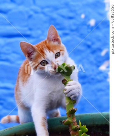 Morocco Fes Blue Town Cat 65953556