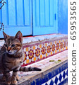 Morocco Fes Blue Town Cat 65953565