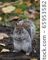 London Park Wild Squirrel 65953582