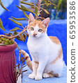 Morocco Fes Cat Town 65953586