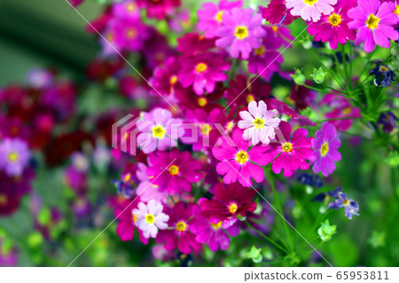 櫻桃樹植物 櫻桃樹植物 65953811