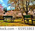 Park, bench and sakura 65953863