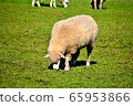 Sheep 65953866