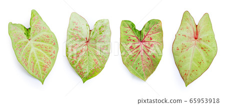Caladium leaves on white background. Top view Caladium leaves on white background. Top view 65953918