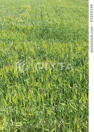 藍色麥田 65954194