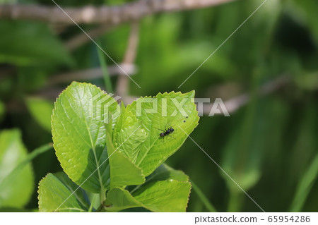 Ants on hydrangea leaves! 65954286