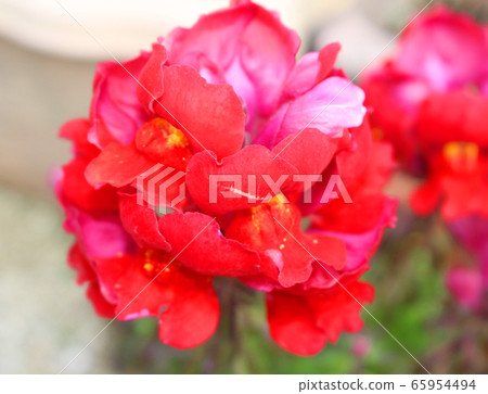 Red snapdragon 65954494