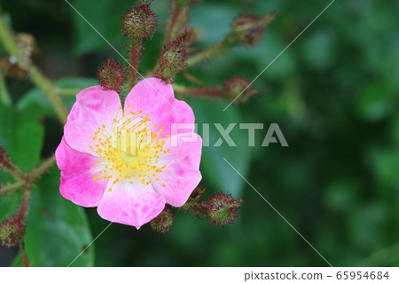 初夏開花的薔薇薔薇變種（築石刺） 65954684