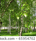Birch trees in Siberia in summer day 65954702