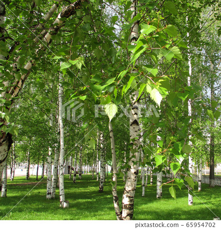 Birch trees in Siberia in summer day 65954702