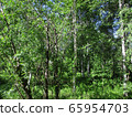 Birch tree in Siberian summer 65954703