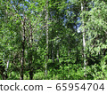 Birches trees in Siberian summer 65954704