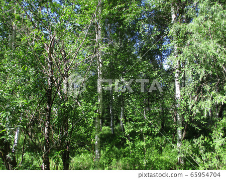 Birches trees in Siberian summer Birches trees in Siberian summer 65954704