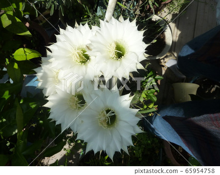 仙人掌花 仙人掌花 65954758