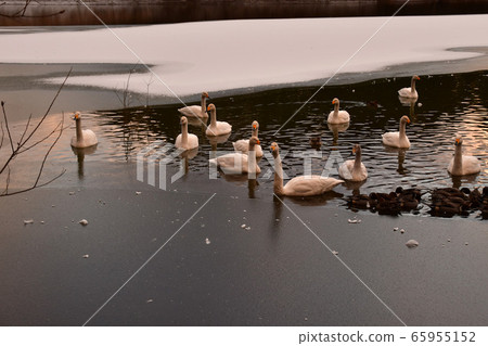 Swan in Oike Swan in Oike 65955152