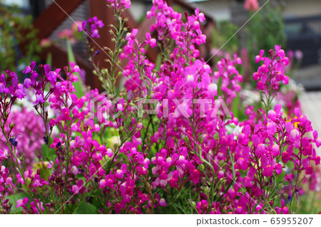 Clown snake Clown snake 65955207