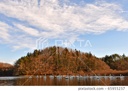 天鵝在奧克 65955237