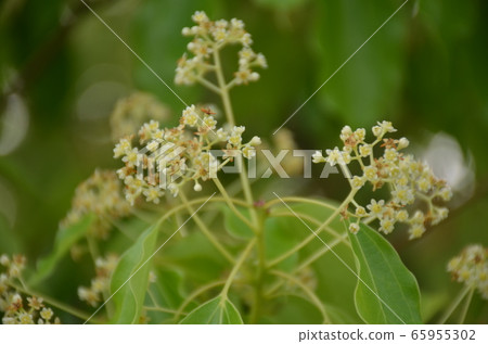 Camphor flowers Camphor flowers 65955302