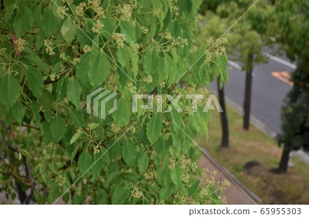 Camphor tree Camphor tree 65955303