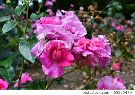 Rose in Oido Park Rose in Oido Park 65955470