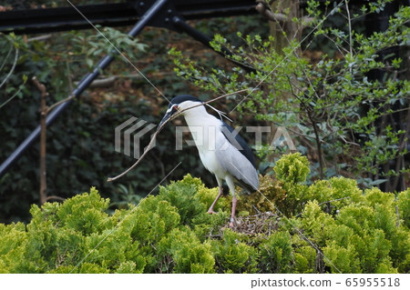 Night heron holding a branch of nest material Night heron holding a branch of nest material 65955518