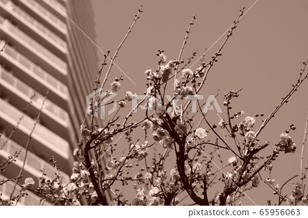 Ume Beni Ume Aozora Hana Tsubaki Branch Daytime Blue Pink Spring High-rise Mansion Sepia 65956063