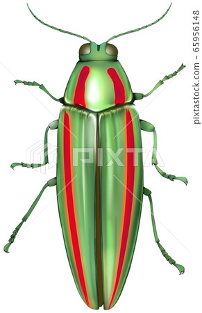 A badger beetle A badger beetle 65956148