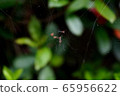  spider 65956622