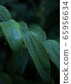 Dripping leaf 65956634