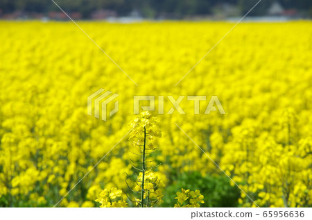 Rape field… Yasugi City, Shimane Prefecture Weather: Sunny Rape field… Yasugi City, Shimane Prefecture Weather: Sunny 65956636