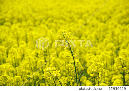 Rape field… Yasugi City, Shimane Prefecture Weather: Sunny Rape field… Yasugi City, Shimane Prefecture Weather: Sunny 65956639